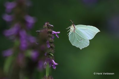 Gonepteryx rhamni - Citroenvlinder 4.JPG