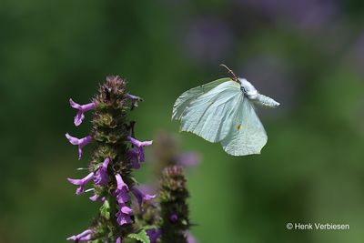 Pieridae - Witjes