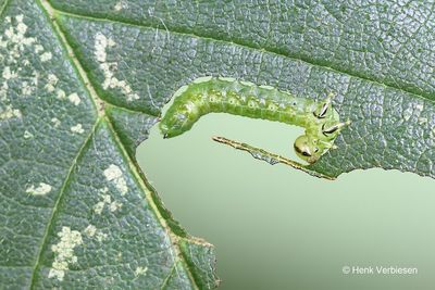 Argidae