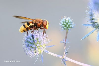 Flies