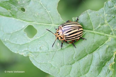 Chrysomelidae - Bladhaantjes