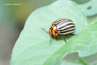 Chrysomelidae - Bladhaantjes