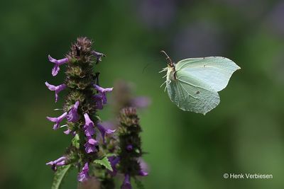 Pieridae - Witjes