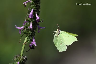 Pieridae - Witjes