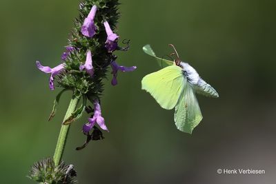 Pieridae - Witjes