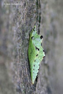 Pieridae - Witjes