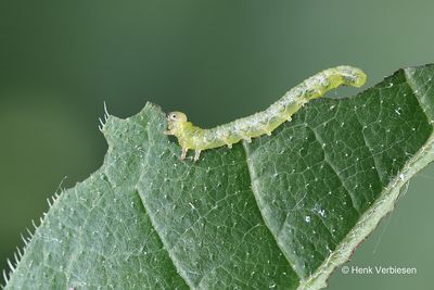 Tenthredinidae - Echte Bladwespen