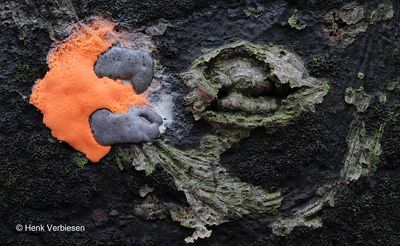 Slime molds