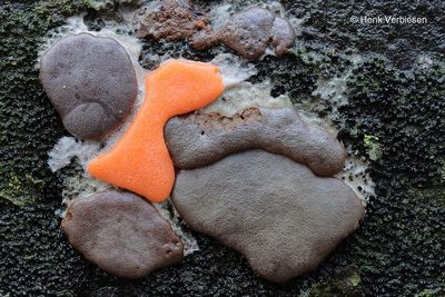 Slime molds