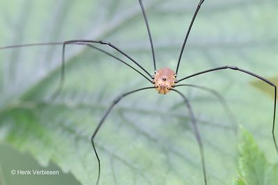 Phalangiidae - Echte Hooiwagens