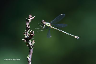 Lestidae - Pantserjuffers