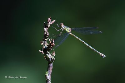 Lestidae - Pantserjuffers