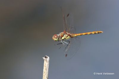 Sympetrum striolatum - Bruinrode Heidelibel 5.JPG