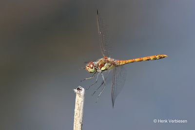 Sympetrum striolatum - Bruinrode Heidelibel 6.JPG
