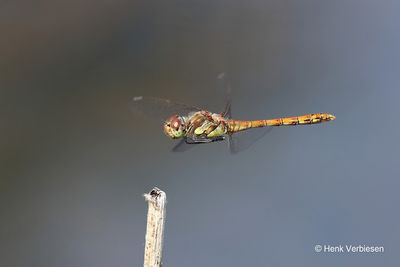 Libellulidae - Korenbouten