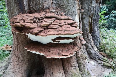 Ganodermataceae