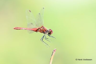 Libellulidae - Korenbouten