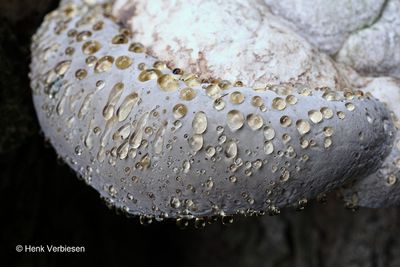 Polyporaceae