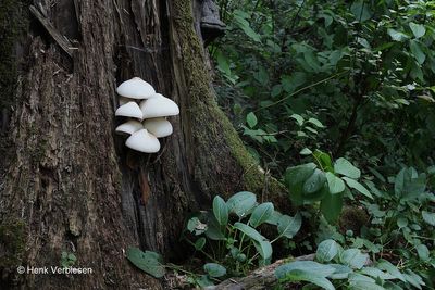 Volvariella bombycina - Zijdeachtige Beurszwam 1.JPG