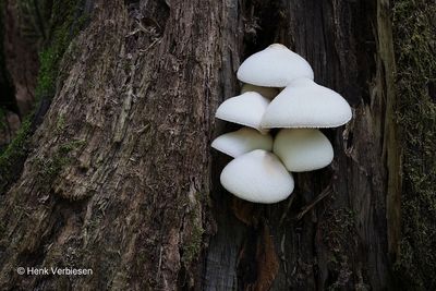 Pluteaceae
