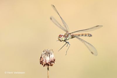 Sympetrum striolatum - Bruinrode Heidelibel 11.JPG