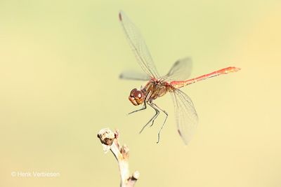 Libellulidae - Korenbouten