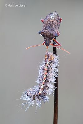 Pentatomidae - Schildwantsen