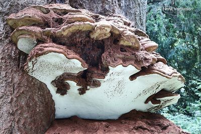 Ganodermataceae