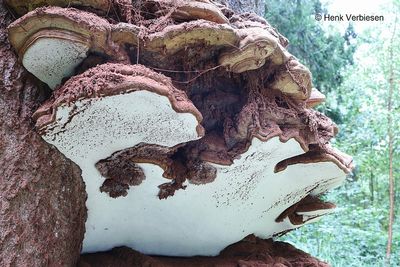 Ganodermataceae