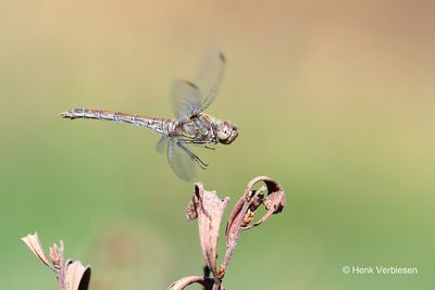 Libellulidae - Korenbouten