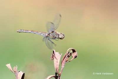 Libellulidae - Korenbouten