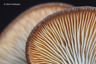 Inocybaceae