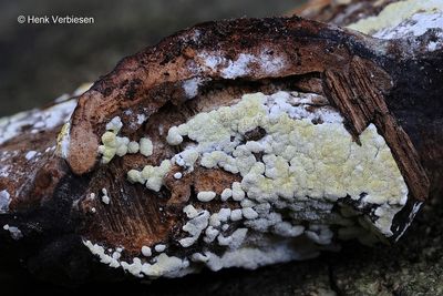 Hypocrea pulvinata - Poederige Kussentjeszwam 10.JPG