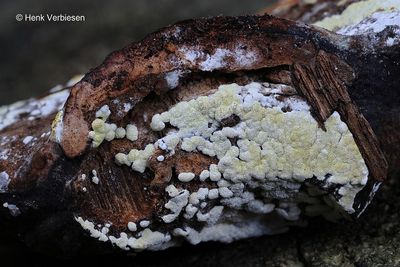 Hypocreaceae