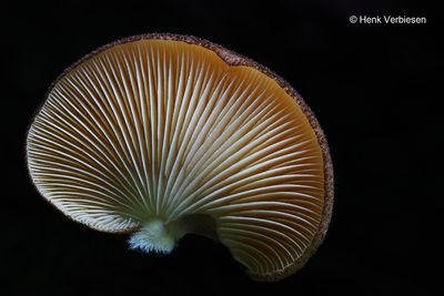 Inocybaceae