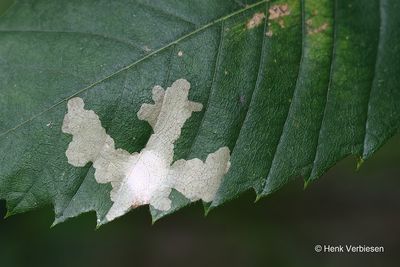 Leaf miners