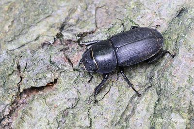 Lucanidae - Vliegende Herten