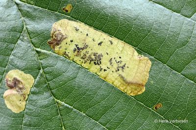 Leaf miners