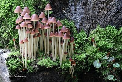 Psathyrellaceae