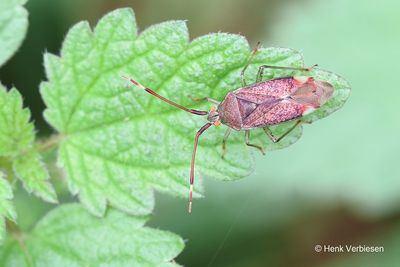 Miridae - Blindwantsen