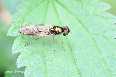 Stratiomyidae - Wapenvliegen