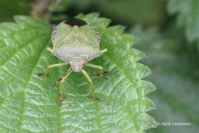Pentatomidae - Schildwantsen