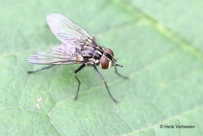 Muscidae - Echte Vliegen