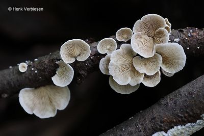 Inocybaceae