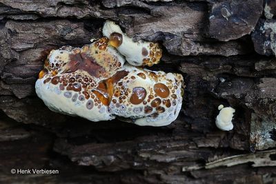 Hymenochaetaceae