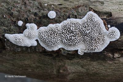 Polyporaceae
