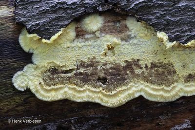 Coniophoraceae