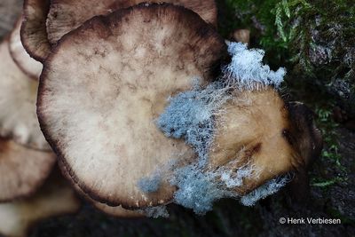 Mucoraceae