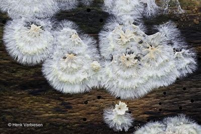 Coniophoraceae