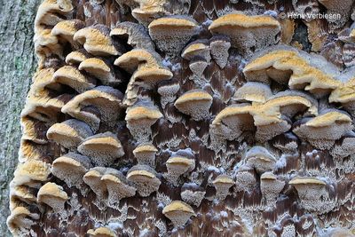 Hymenochaetaceae